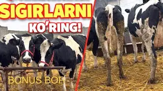  SAMARQAND ISHTIXONDA XURSHID AKA FERMASIDA SIGIRLARNI 💯ga💯 TOZA QONLILARI SOTILADI BONUS BILAN 