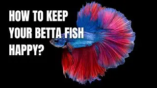 How to Keep your Betta Fish Happy?