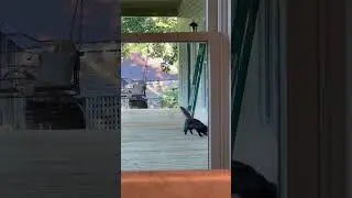 Pitch the Kitty Cicada Hunting!                                    #shorts