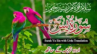 Surah Yasin ( Yaseen ) With Urdu Translation | Ep 0233 | Quran Tilawat Beautiful Voice |Urdu Tarjuma