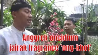 Belanja Anggrek oncidium jairak fragrance ong khot mirip banget sama Sharry Baby