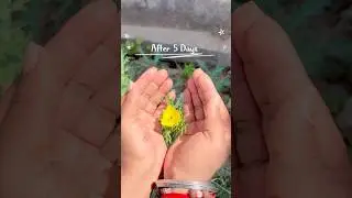 After 5 days #ytshorts #shorts #trending #flowers #@R@Royal_aj_ajay