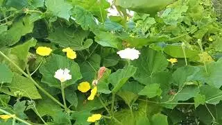 সবুজে ঘেরা আমাদের সন্দ্বীপ 🌿 | প্রকৃতির এক অপার সৌন্দর্যের নাম 🍃 | মন হারাবেন এই দৃশ্য দেখে! 🇧🇩