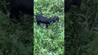 Goat farming is profitable Business | Animal lover #goat  #goatfarming #shortfeed #shorts #viral #yt