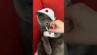 Animals lover ❤️ whatsapp status 🔥 YouTube foryou 💫 Short