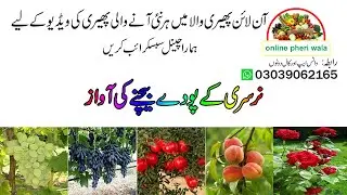 nursery ke paudhe bechne ki awaaz | angoor gulab aroo ka poda | online pheri wala