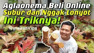 (Eps. 225) Cara Agar Aglaonema Beli Online Tumbuh Subur & Nggak Lonyot | Rimawan Vlog