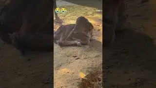 # Jai shree Ram Jai gou mata #viralvideo #1milio #shere #like #comedy #1000subscriber