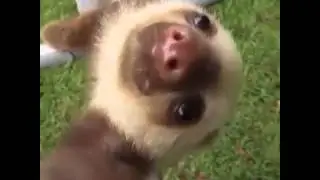 Ive just found the funniest and cutest vine ever