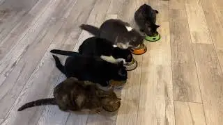 Cats Eating 1142