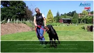 Adiestramiento antitirones para su perro con el arn&eacute;s HALTI Harness