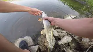 Buzz Bomb Life - Small Stream Pike in Alberta