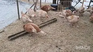 ЖИТТЯ БЕЗ СВІТЛА! ІНКУБАЦІЯ ЯЄЦЬ ЗИМОЮ! НАЙКРАЩІ ІНКУБАТОРИ! ЩО Я РАДЖУ І ДЛЯ ЧОГО? МІНЯЮ ГУСЕЙ 