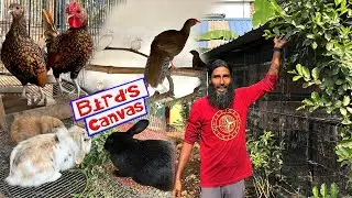 বার্ডস ক্যানভাসের কে কেমন আছে // Bird's Canvas