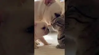 The cat&rsquo;s social skills are on another level watch this charming feline in action