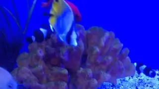 fish aquarium it's another yellow fish