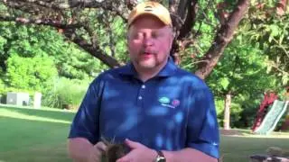How to Deal With Thatch in Your Lawn