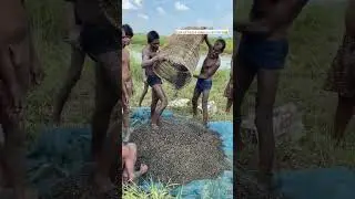 You will be shocked to see MAKHANA being made 😱😱 Extreme Fox Nuts Making😳😳 #indianstreetfood #sho...