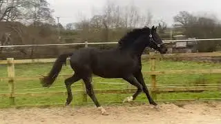 2023 gelding by Velverde x For Romance