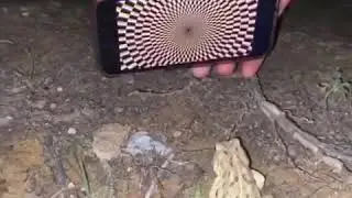 Hypnotized frog