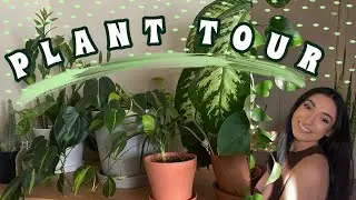 plant tour 🪴 | my houseplant collection 2022