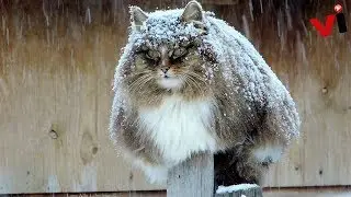 Welcome to Koshlandia, Siberia&rsquo;s Whimsical Land of Cats