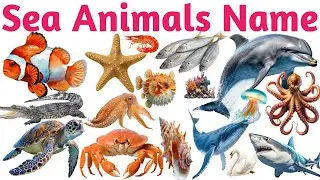 Underwater Animals Names Dolphins, Whales, Crabs & More | Sea World Learning Video for kids