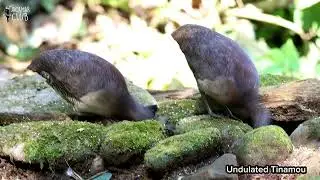 Undulated Tinamou