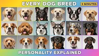 Every Dog Breed Personality Explained In 9 Minutes