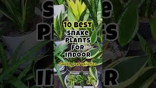 Best snake plants for indoor / Snake plants varieties #short #indoorplants #homegardening