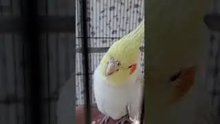 COCATIEL BIRDS..BUDDY AND EVA.  BUDDY VERY HAPPY TODAY