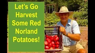 Let's Go Harvest Some Tasty and Delicious Red Norland Potatoes!