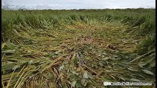 Mistério: Clarão azul e clareira em vegetação intriga moradores da fazenda Bico D’Arara, em Itapiúna