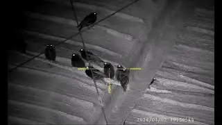 Shooting Starlings on the Dairy Farm