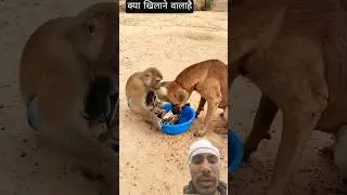 Dog Angry on Monkey 😱 | Animal Fight Viral !! #shorts  !! Sonu Reaction