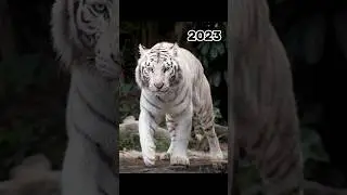2023 snow tiger and 5000bce snow tiger || mythical biology|| #mythology