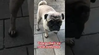 Who loves me online!!!! #pets #funny #cute #cuteanimal  #dog #pugg #pug #puppy
