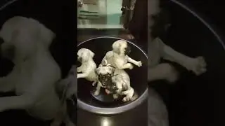 pug pup for sale..!! in Bbsr . DM in Insta id:- exotic_paws_love @odiapetdunia @OdiaTechTips