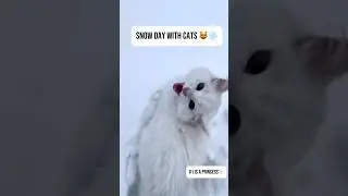 Top 5 Cats Moments Who Love Snow ❄️🤍#shorts #funny #cat