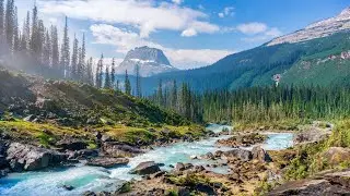 Gentle Stream Sounds in Canada | Spring Day Ambience | Birds River Water White Noise | 12 Hours