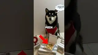 Pizza Delivery For Dogs in Japan 🐶 🍕