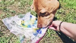 Dog Activity Jar | My Dog Paints a Picture