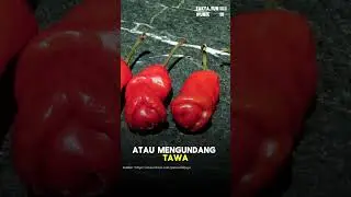 Cabe Peter Pepper Punya Bentuk Unik! Tapi Pedas Luar Biasa..