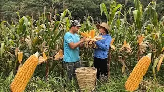 The couple took the tree to make a beangarden, And visit the corn field about to beharvested