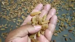 Indian Raisins: Kishmish making process::Automatic colour sorting:: raisins factory