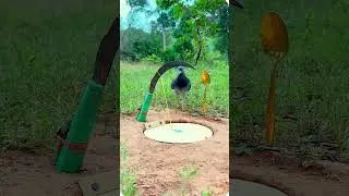 Creative Pigeon Trap You Must See! #shorts #birds #animaltrap