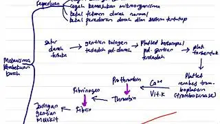 BIOLOGI BAB 1(BAHAGIAN 2) -MEKANISME PEMBEKUAN DARAH(SPM TINGKATAN 5)