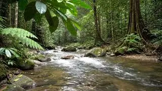 Relaxing Flowing River Sounds | Natural Water Ambience for Sleep, Study & Meditation