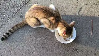 おたまこ22320😘小玉💞チュール水飲まなかっので