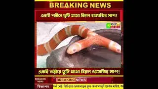 Rarest #snakes in the world,double head snake / The #Scariest Snakes That Exist. top 10, top 5 snake